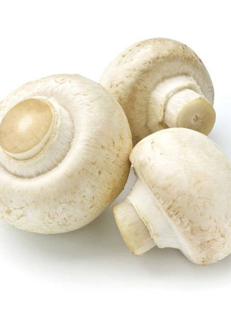 HIC Kitchen Brush, Mushroom